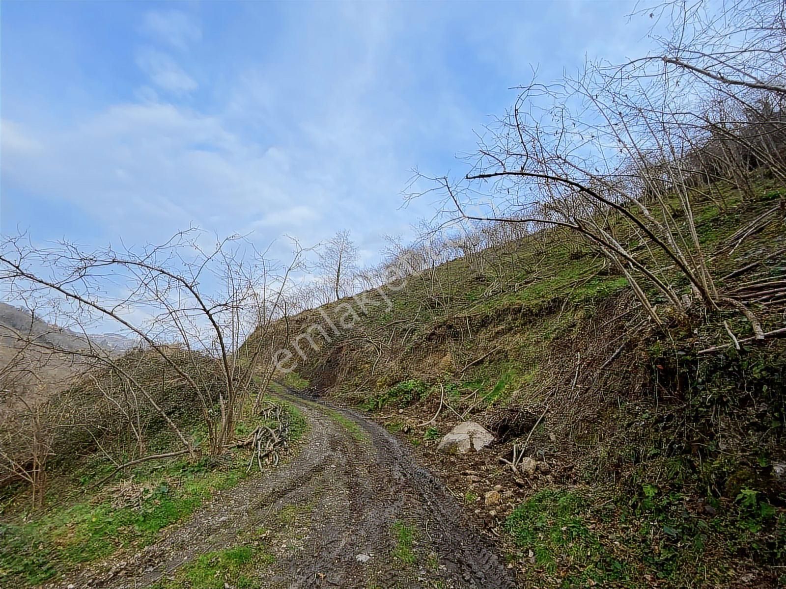 Safir'den Burhanettin'de 13.820m2 Fındık Bahçesi - Görsel 23