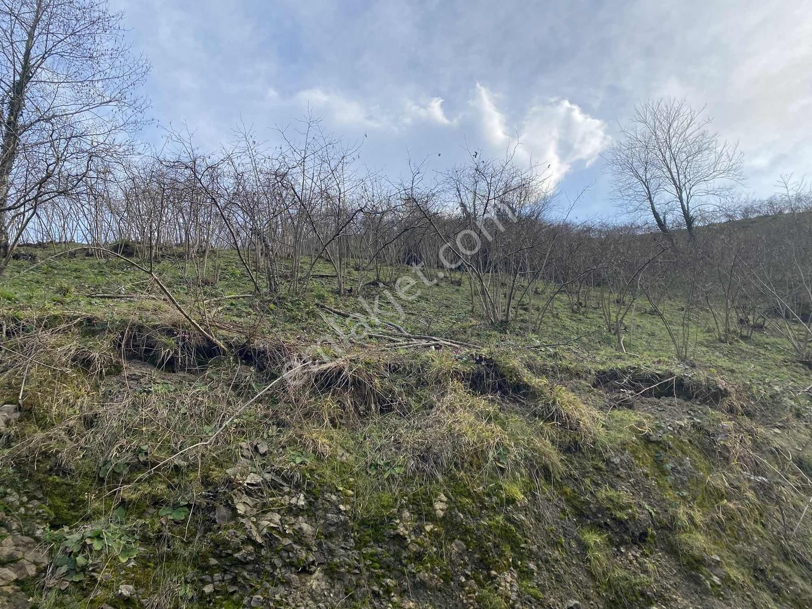 Safir'den Burhanettin'de 13.820m2 Fındık Bahçesi - Görsel 22