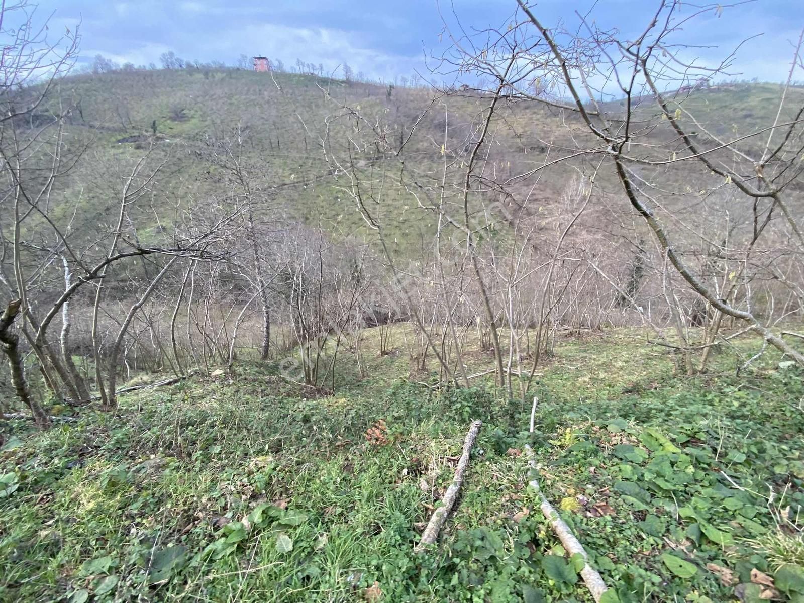 Safir'den Burhanettin'de 13.820m2 Fındık Bahçesi - Görsel 4