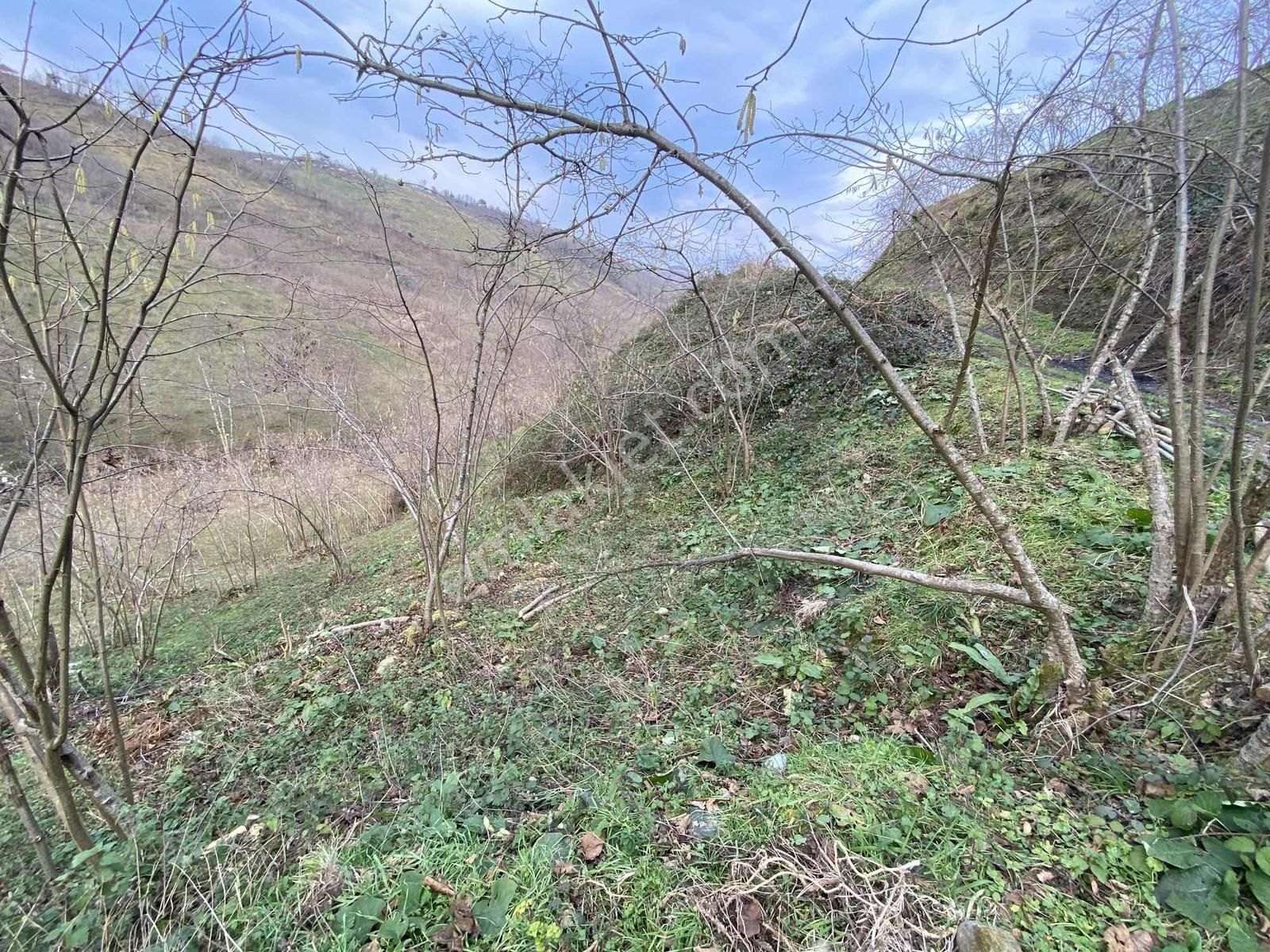 Safir'den Burhanettin'de 13.820m2 Fındık Bahçesi - Görsel 15