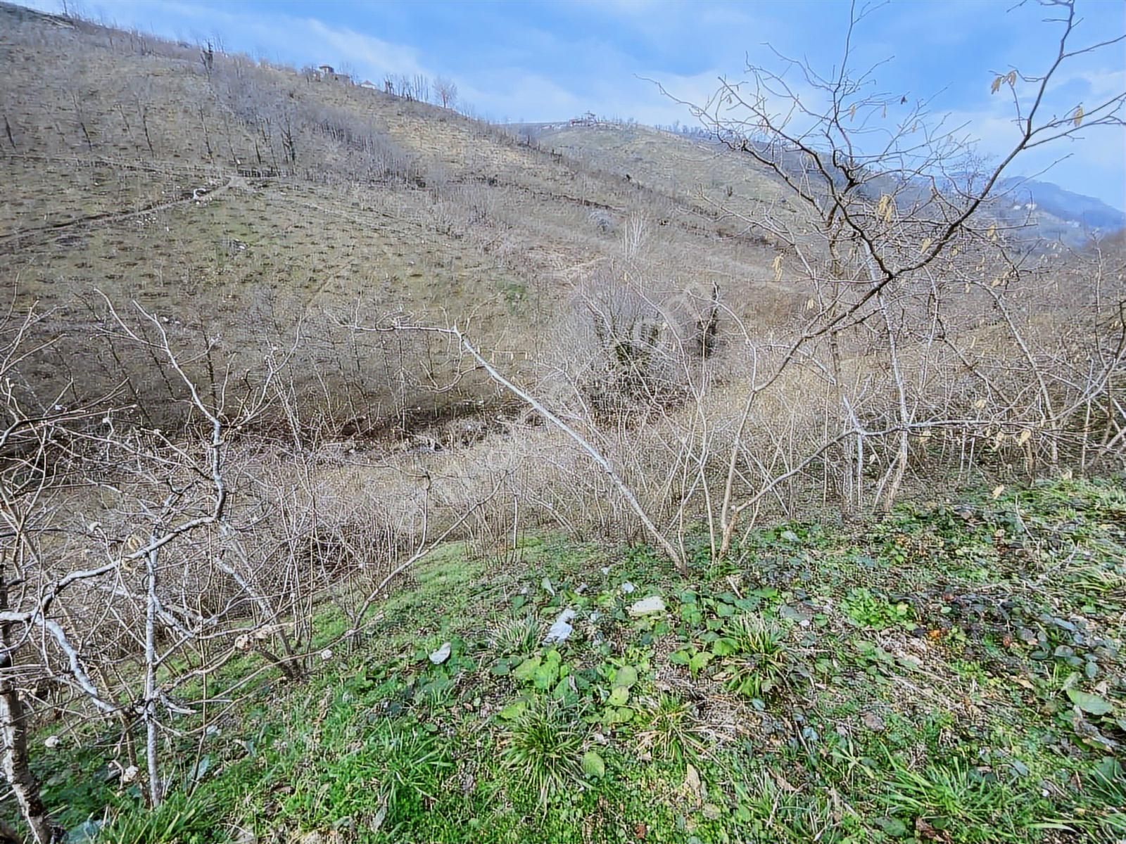 Safir'den Burhanettin'de 13.820m2 Fındık Bahçesi - Görsel 19