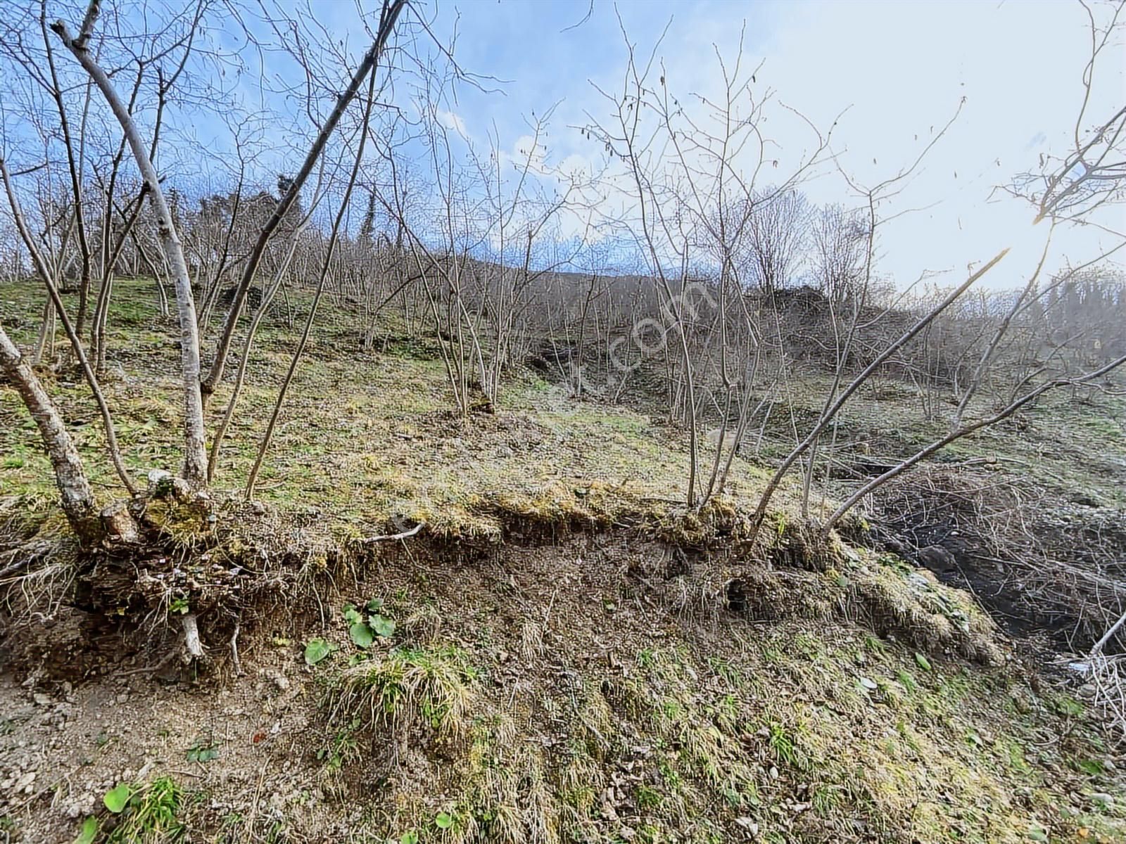 Safir'den Burhanettin'de 13.820m2 Fındık Bahçesi - Görsel 31