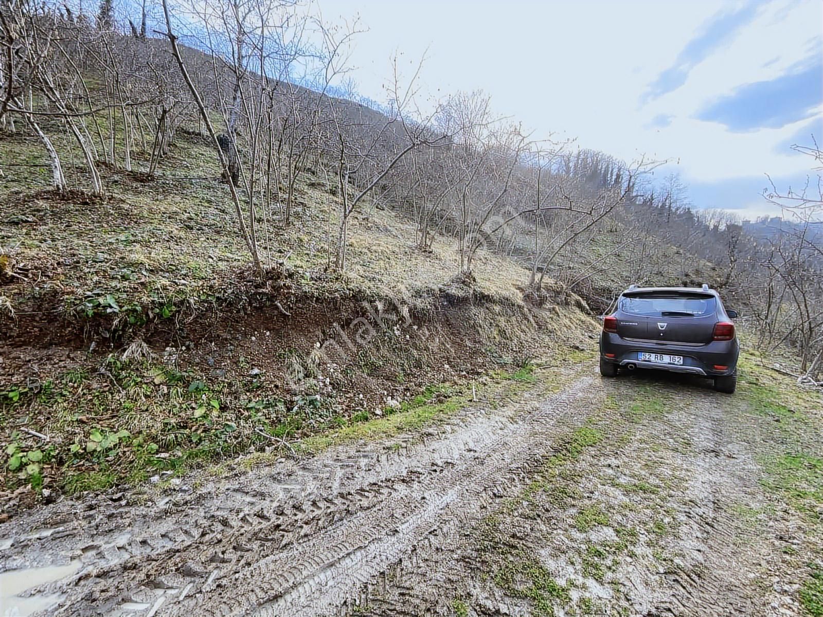 Safir'den Burhanettin'de 13.820m2 Fındık Bahçesi