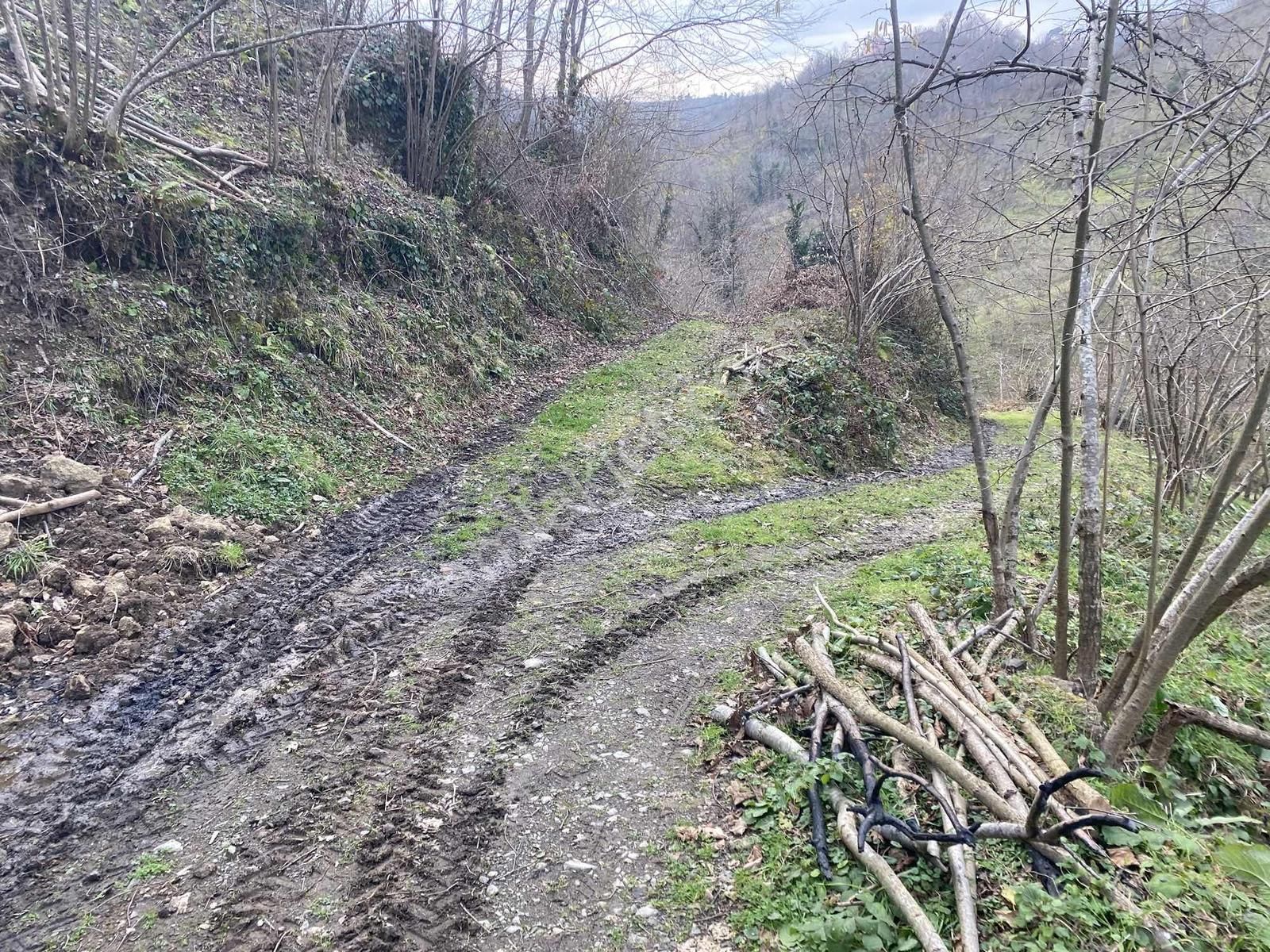 Safir'den Burhanettin'de 13.820m2 Fındık Bahçesi - Görsel 9