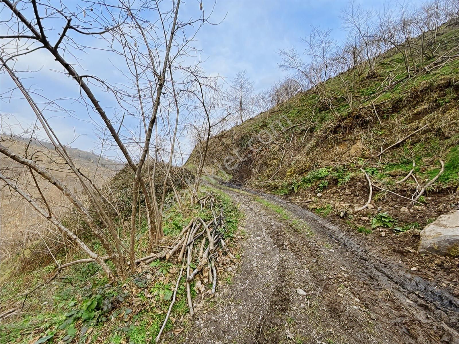 Safir'den Burhanettin'de 13.820m2 Fındık Bahçesi - Görsel 14