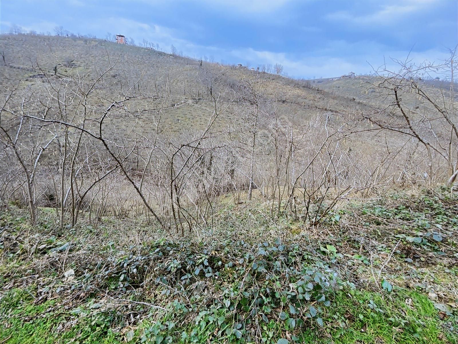 Safir'den Burhanettin'de 13.820m2 Fındık Bahçesi - Görsel 32