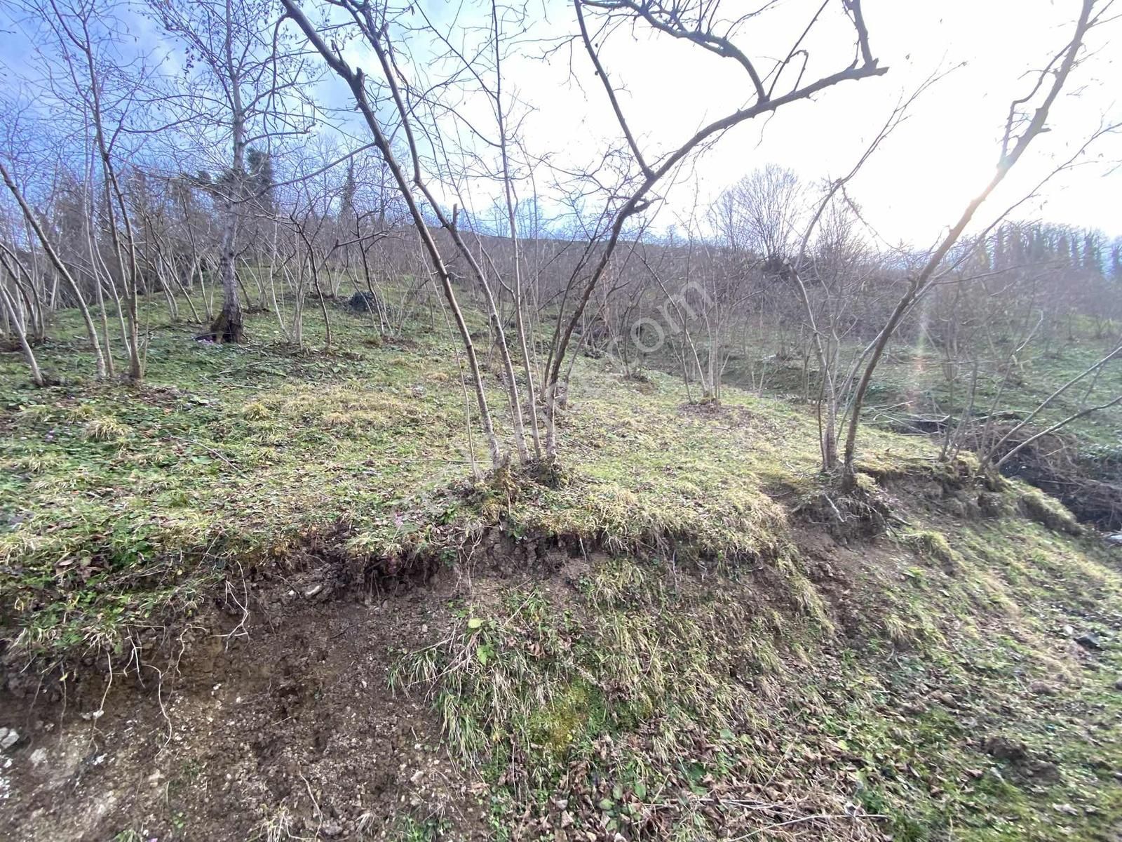 Safir'den Burhanettin'de 13.820m2 Fındık Bahçesi - Görsel 25