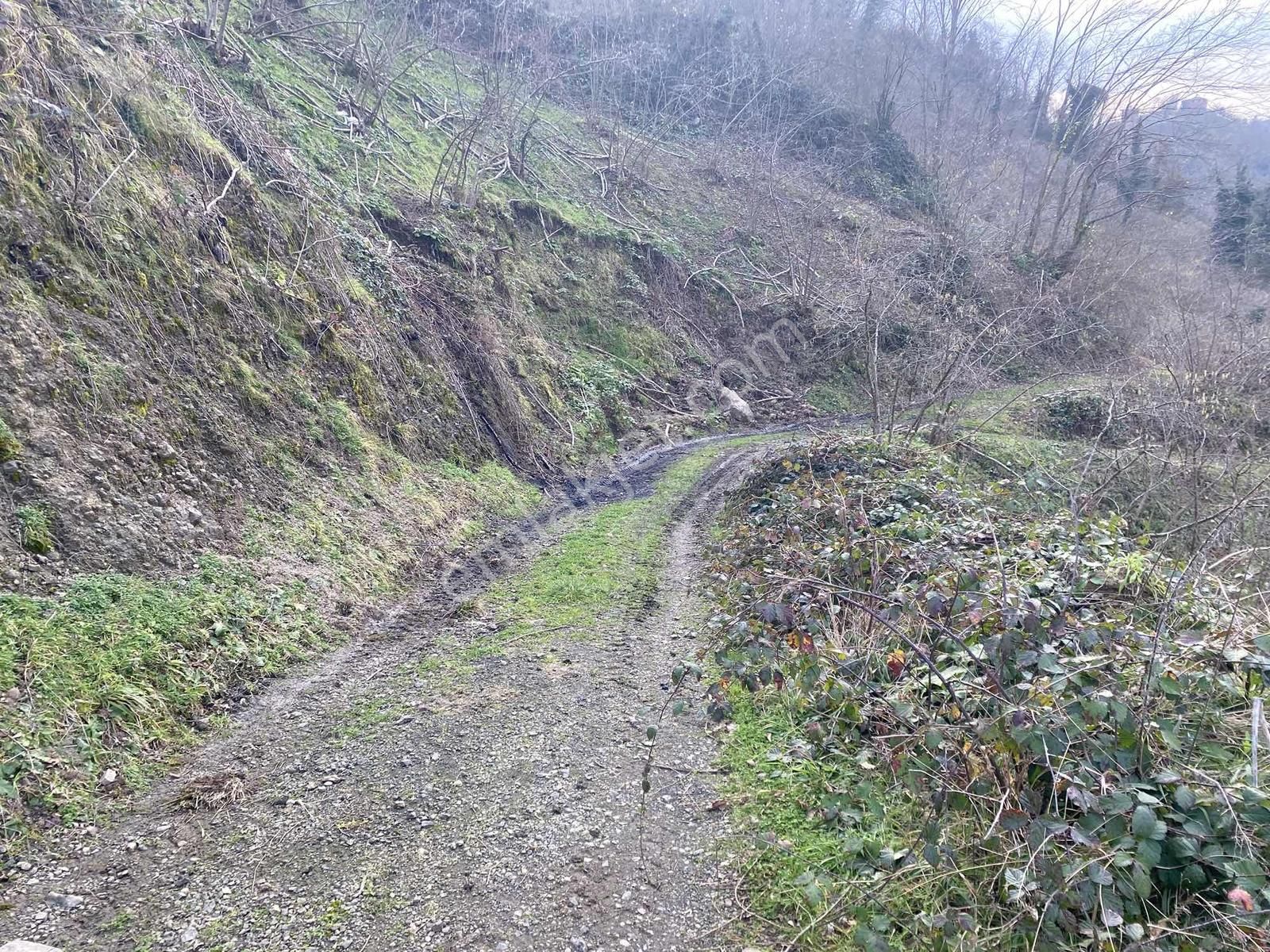 Safir'den Burhanettin'de 13.820m2 Fındık Bahçesi - Görsel 20