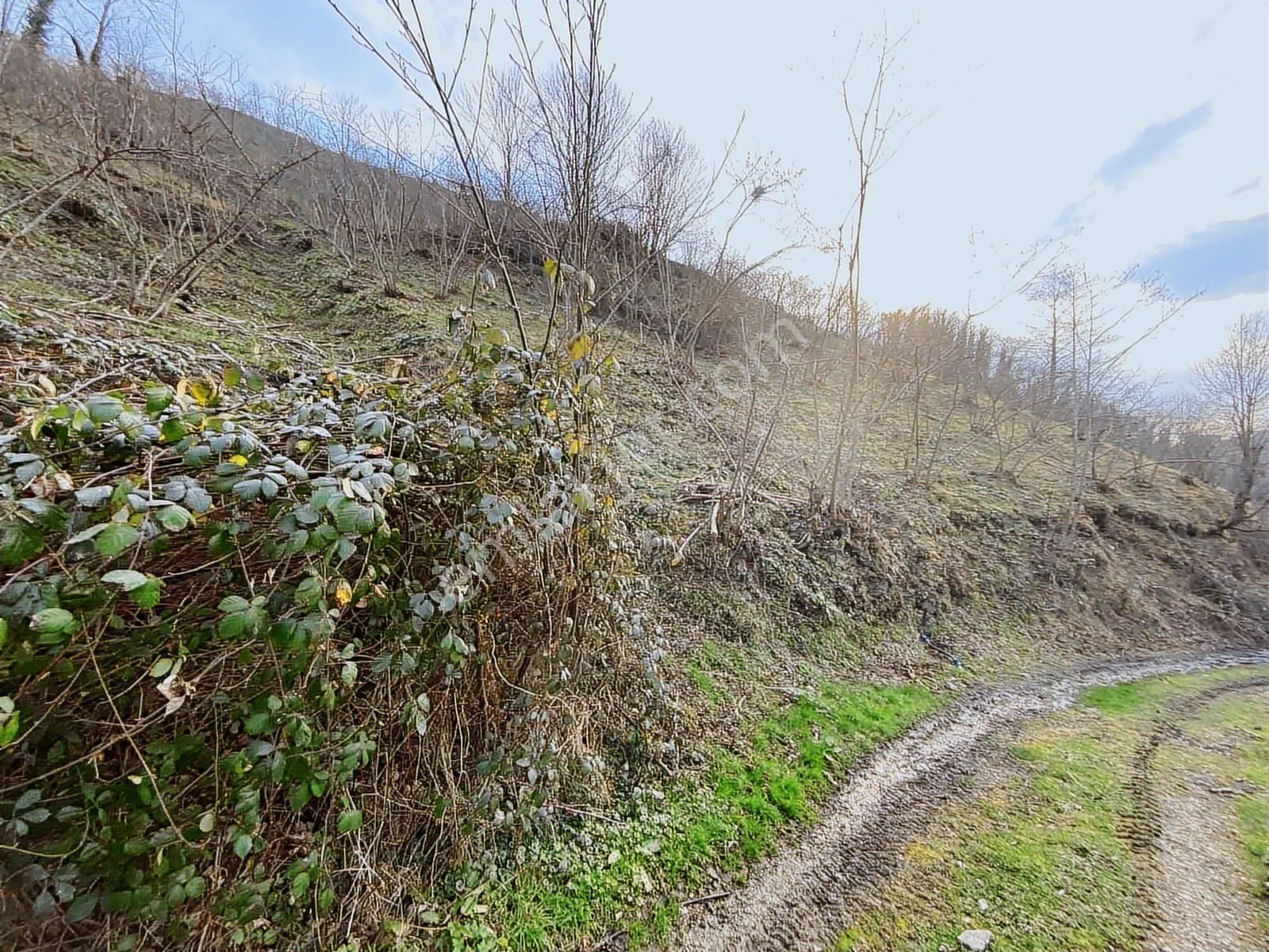 Safir'den Burhanettin'de 13.820m2 Fındık Bahçesi - Görsel 26