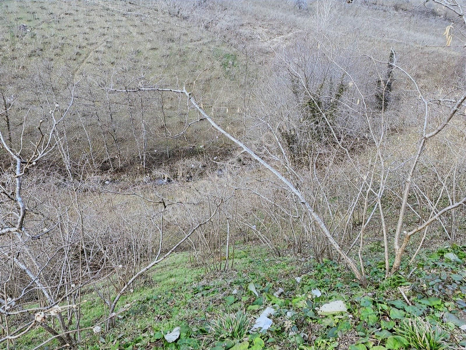 Safir'den Burhanettin'de 13.820m2 Fındık Bahçesi - Görsel 6