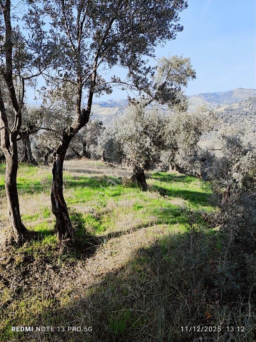 Hıdırbeyli De Satılık Verimli Zeytinlik - Görsel 4