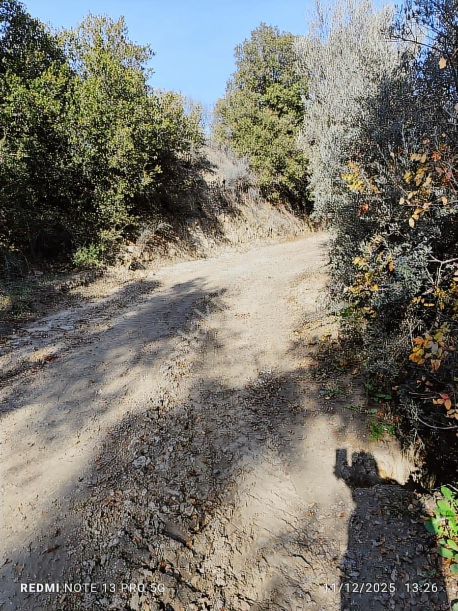 Hıdırbeyli De Satılık Verimli Zeytinlik - Görsel 5