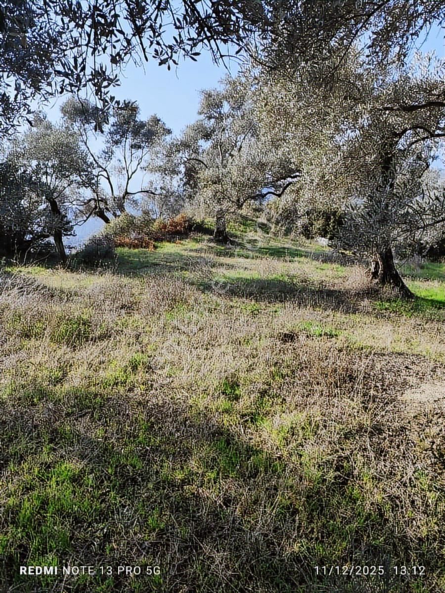 Hıdırbeyli De Satılık Verimli Zeytinlik - Görsel 7