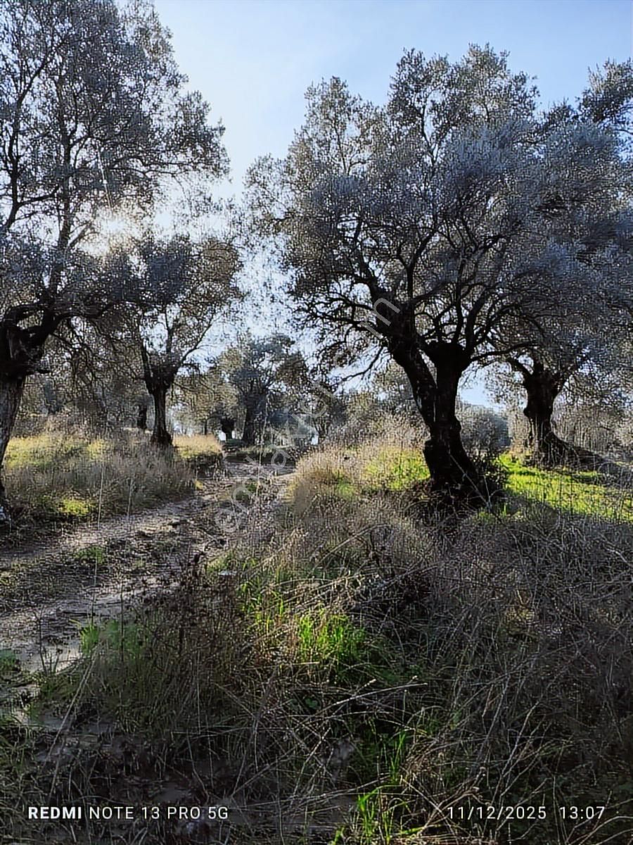 Hıdırbeyli De Satılık Verimli Zeytinlik - Görsel 2