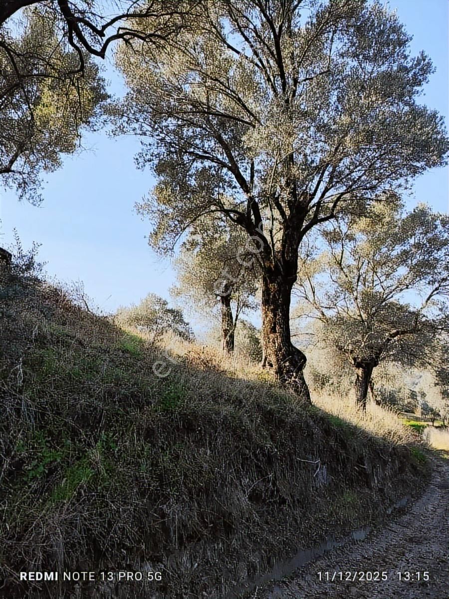 Hıdırbeyli De Satılık Verimli Zeytinlik - Görsel 18
