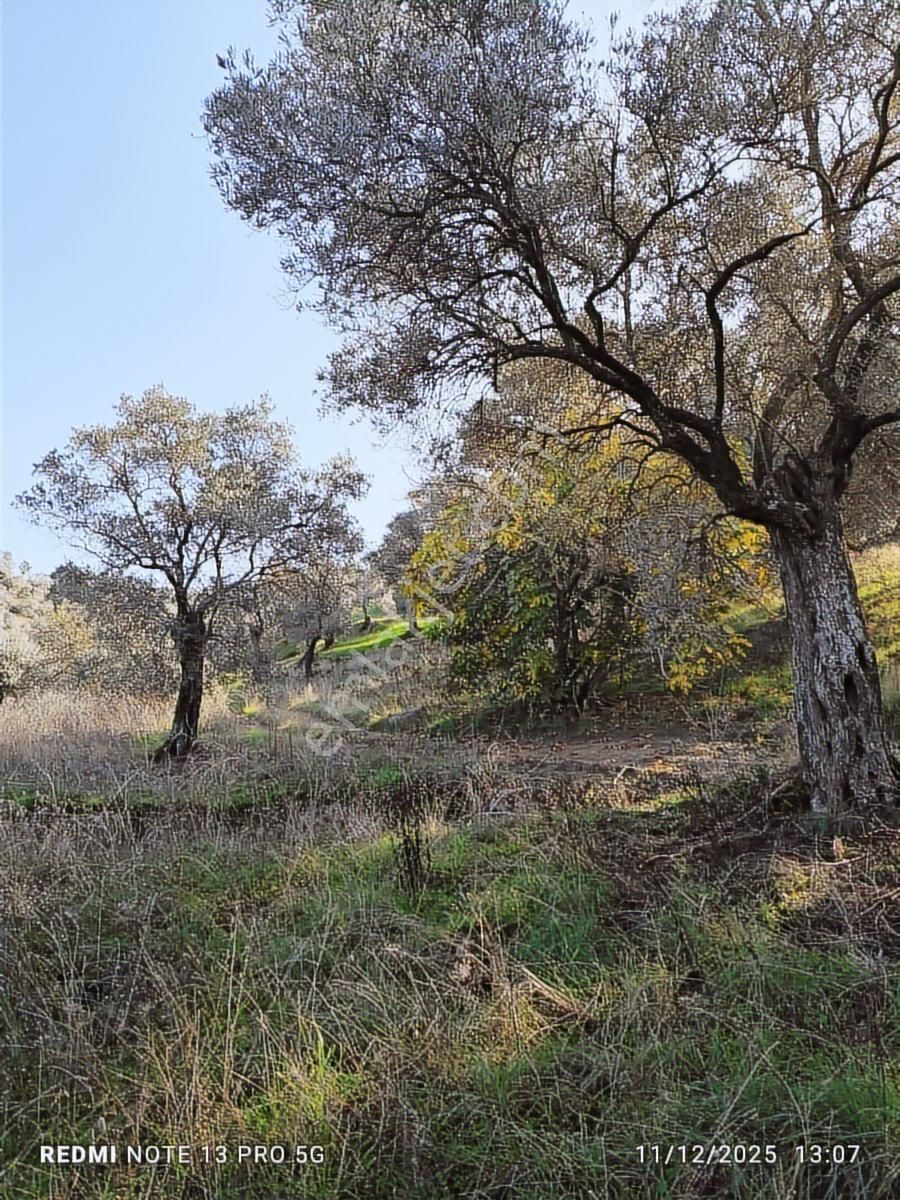 Hıdırbeyli De Satılık Verimli Zeytinlik - Görsel 8