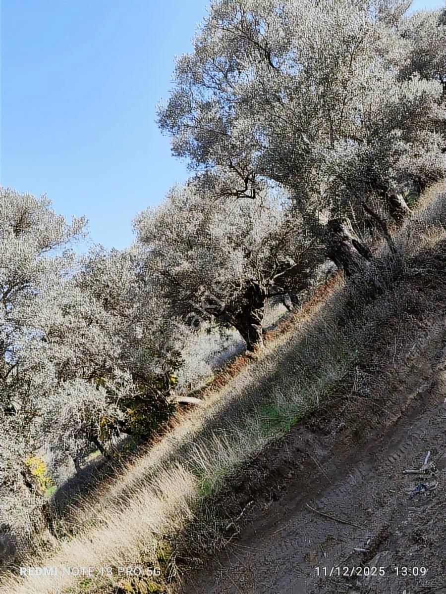 Hıdırbeyli De Satılık Verimli Zeytinlik - Görsel 17