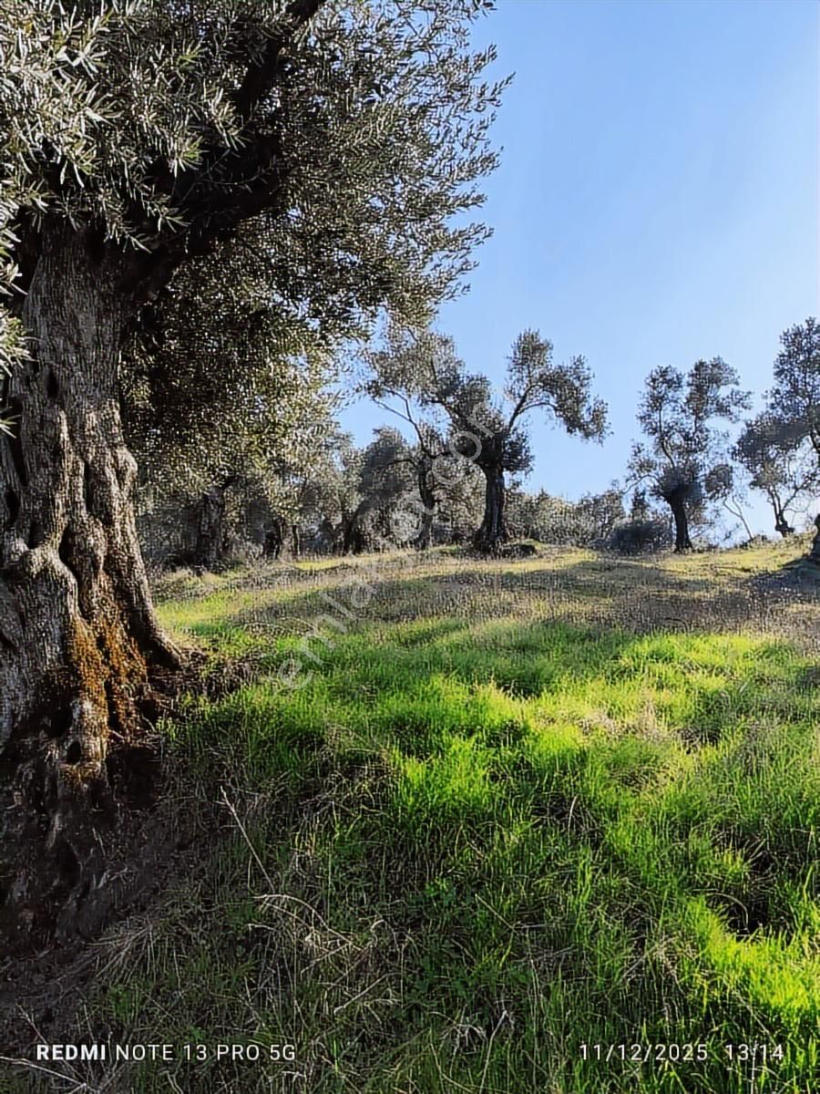 Hıdırbeyli De Satılık Verimli Zeytinlik - Görsel 16