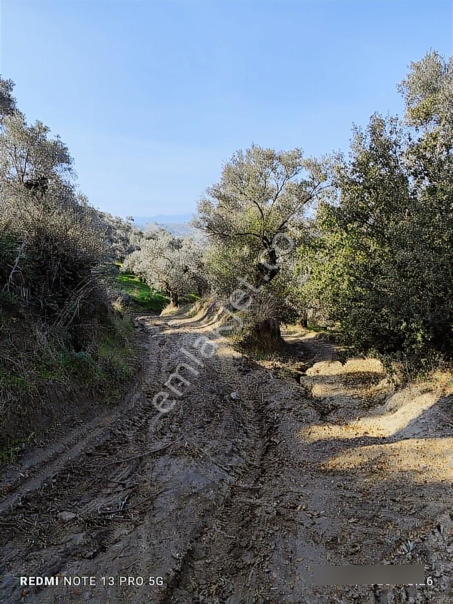 Hıdırbeyli De Satılık Verimli Zeytinlik - Görsel 15