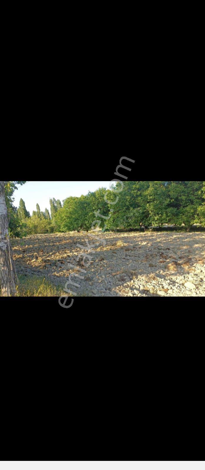 Nallıhan Yakapınar (şıhlar) Detay Açıklamada Araç Uüzerine Nakit Takas Olur - Görsel 6