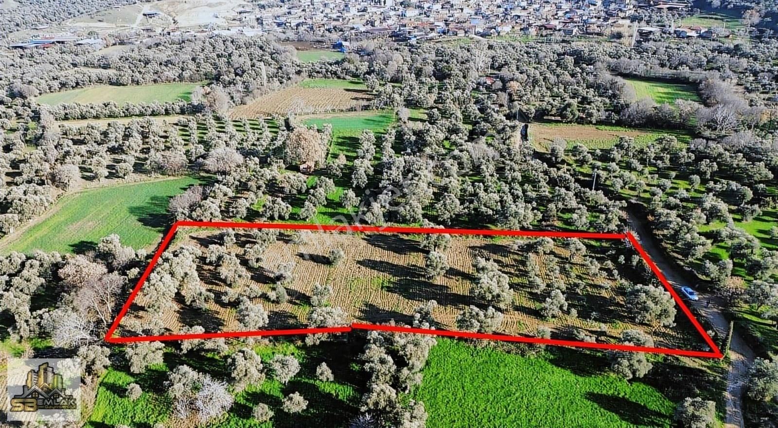 İzmir Tire Sbemlak'tan Peşrefli Mah. Yatırımlık Fırsat Zeytinlik