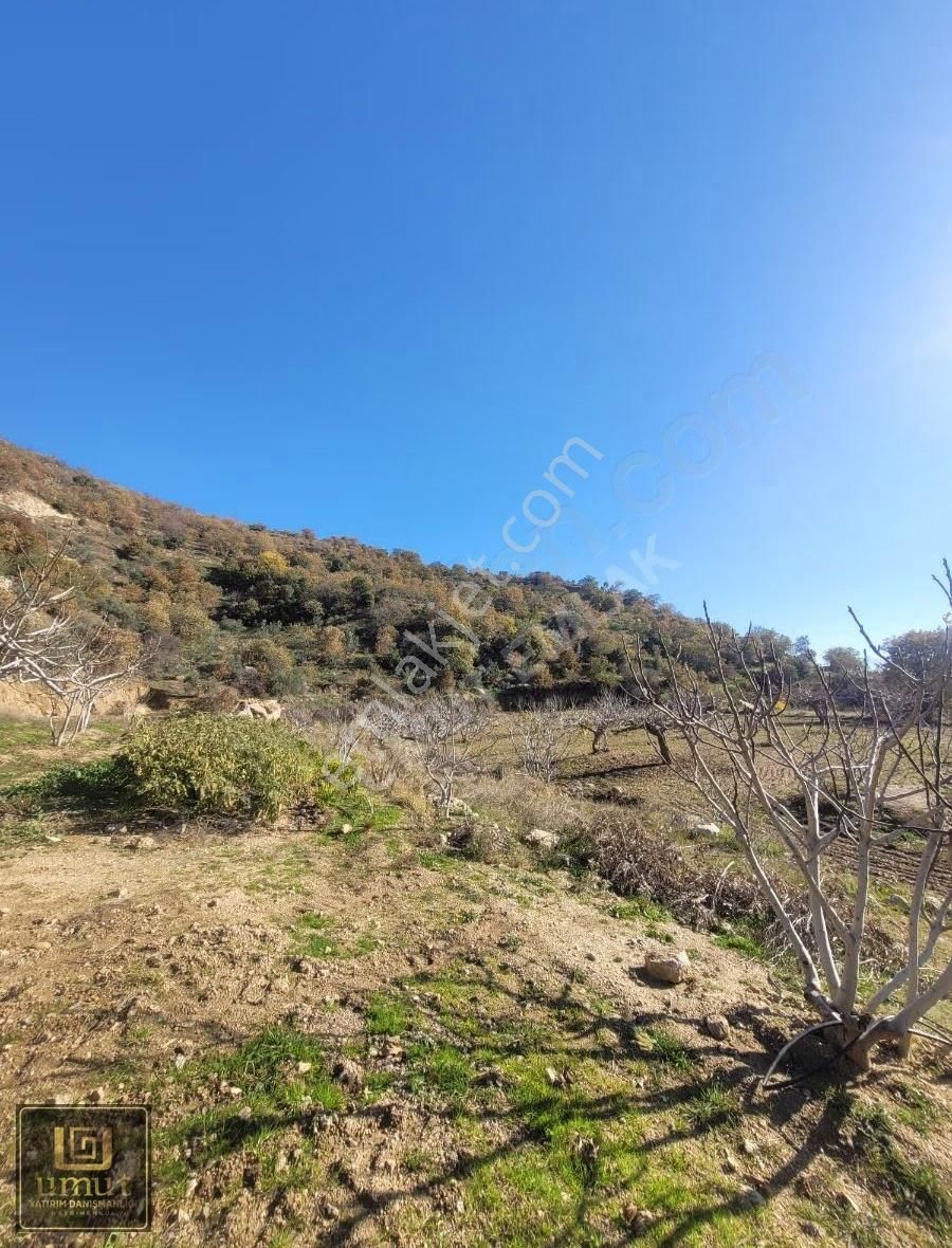 Aydın Buharkent'te Yatırımlık Meyve Bahçesi İncir Zeytinlik - Görsel 3