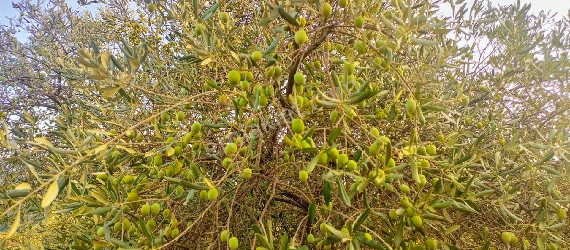 Selçuk Havutçulu'da 2050m2 İçinde Yetişkin Zeytin Ağaçları Olan Zeytinlik Satılıktır