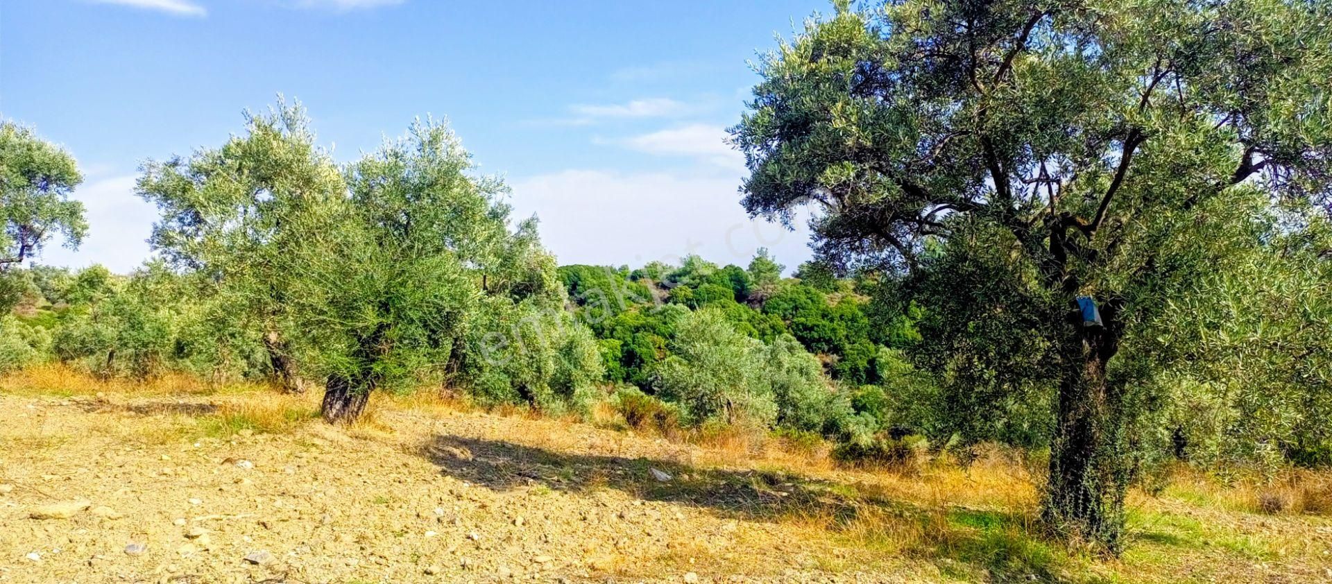 Selçuk Havutçulu'da 2050m2 İçinde Yetişkin Zeytin Ağaçları Olan Zeytinlik Satılıktır - Görsel 12
