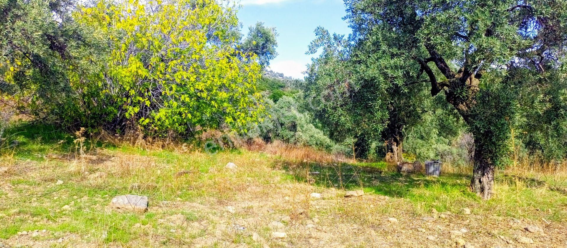 Selçuk Havutçulu'da 2050m2 İçinde Yetişkin Zeytin Ağaçları Olan Zeytinlik Satılıktır - Görsel 4