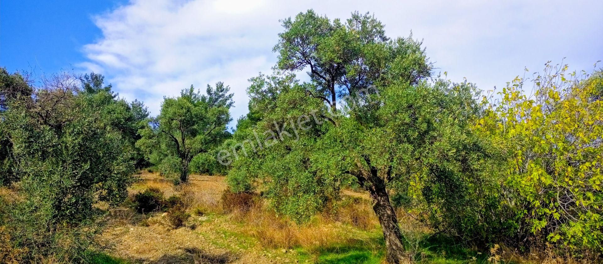 Selçuk Havutçulu'da 2050m2 İçinde Yetişkin Zeytin Ağaçları Olan Zeytinlik Satılıktır - Görsel 5