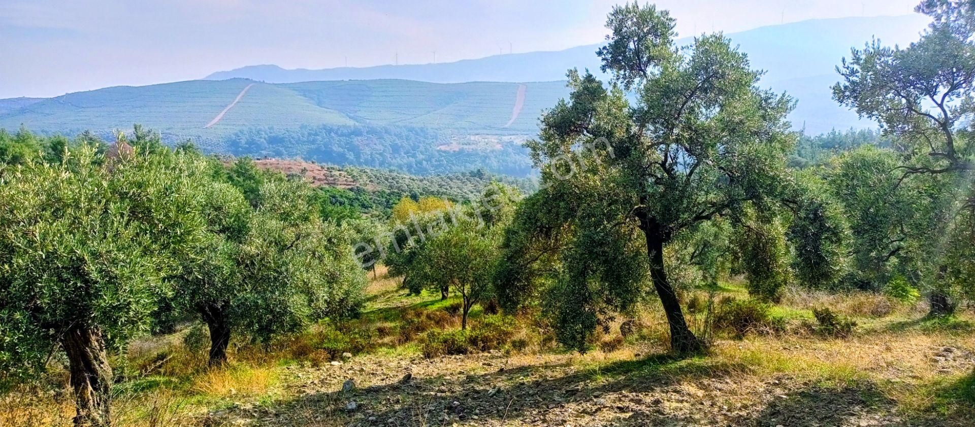 Selçuk Havutçulu'da 2050m2 İçinde Yetişkin Zeytin Ağaçları Olan Zeytinlik Satılıktır - Görsel 16