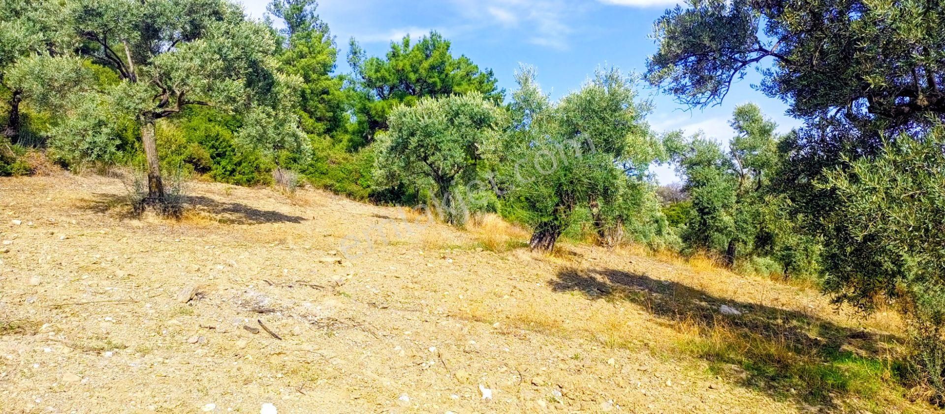 Selçuk Havutçulu'da 2050m2 İçinde Yetişkin Zeytin Ağaçları Olan Zeytinlik Satılıktır - Görsel 8