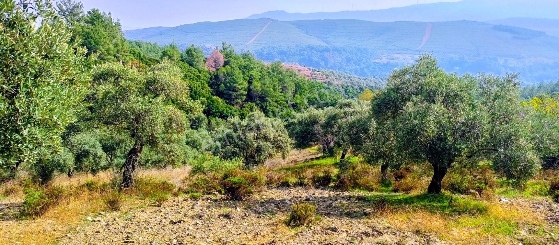 Selçuk Havutçulu'da 2050m2 İçinde Yetişkin Zeytin Ağaçları Olan Zeytinlik Satılıktır - Görsel 18