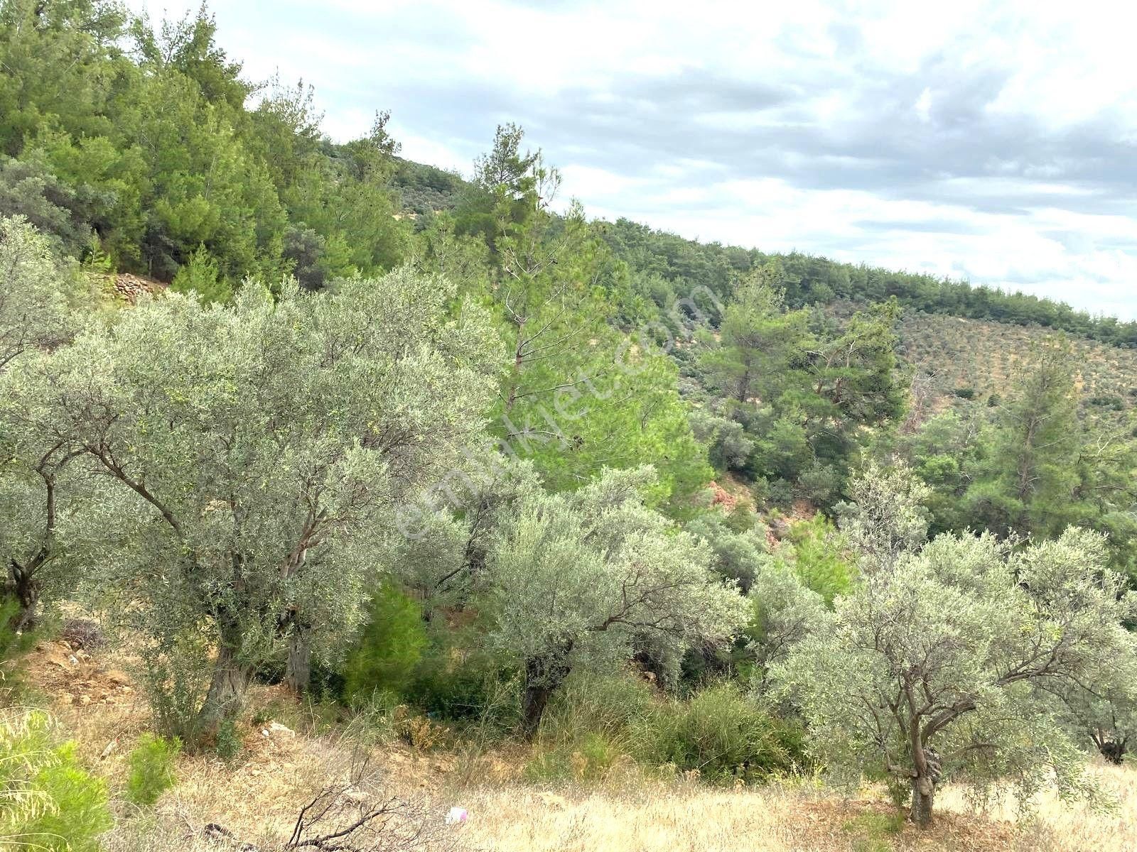 Torbalı Emlak'tan Torbalı Dirmil Köyünde 2100m2 Zeytinliğimiz Satılıktır - Görsel 2