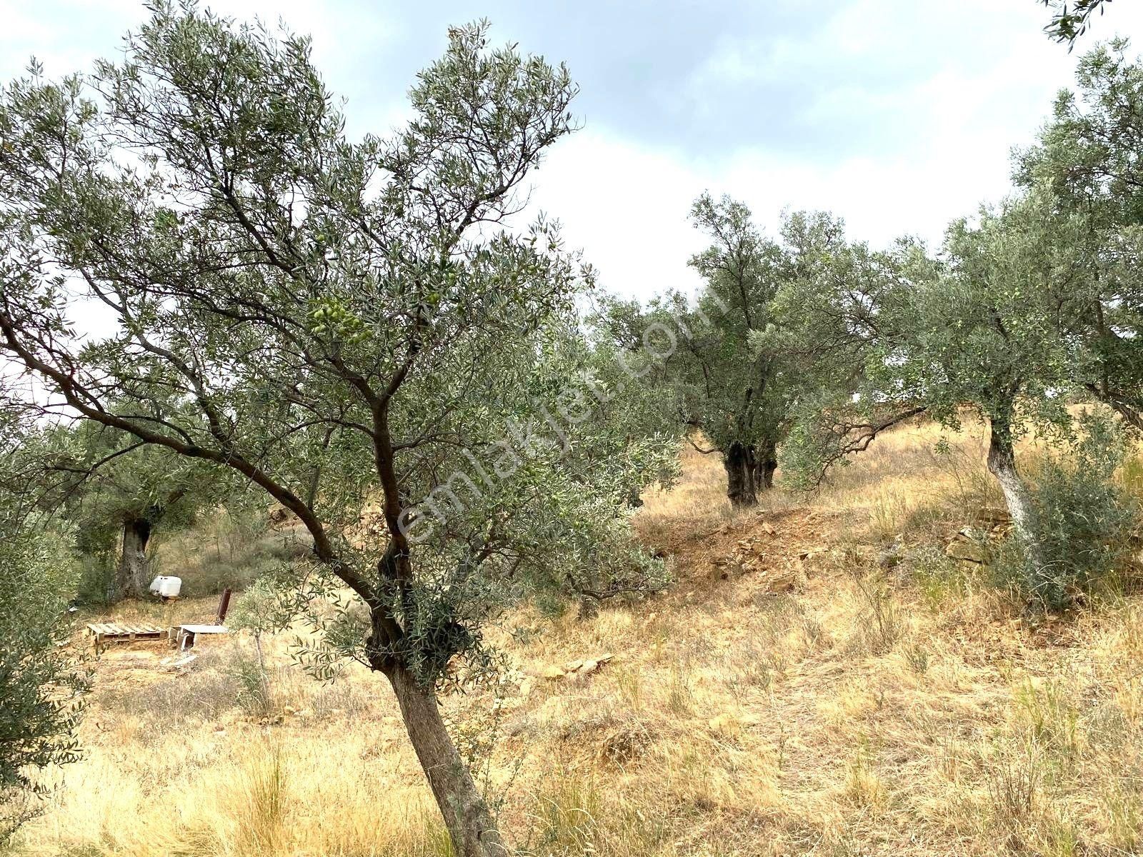 Torbalı Emlak'tan Torbalı Dirmil Köyünde 2100m2 Zeytinliğimiz Satılıktır - Görsel 14
