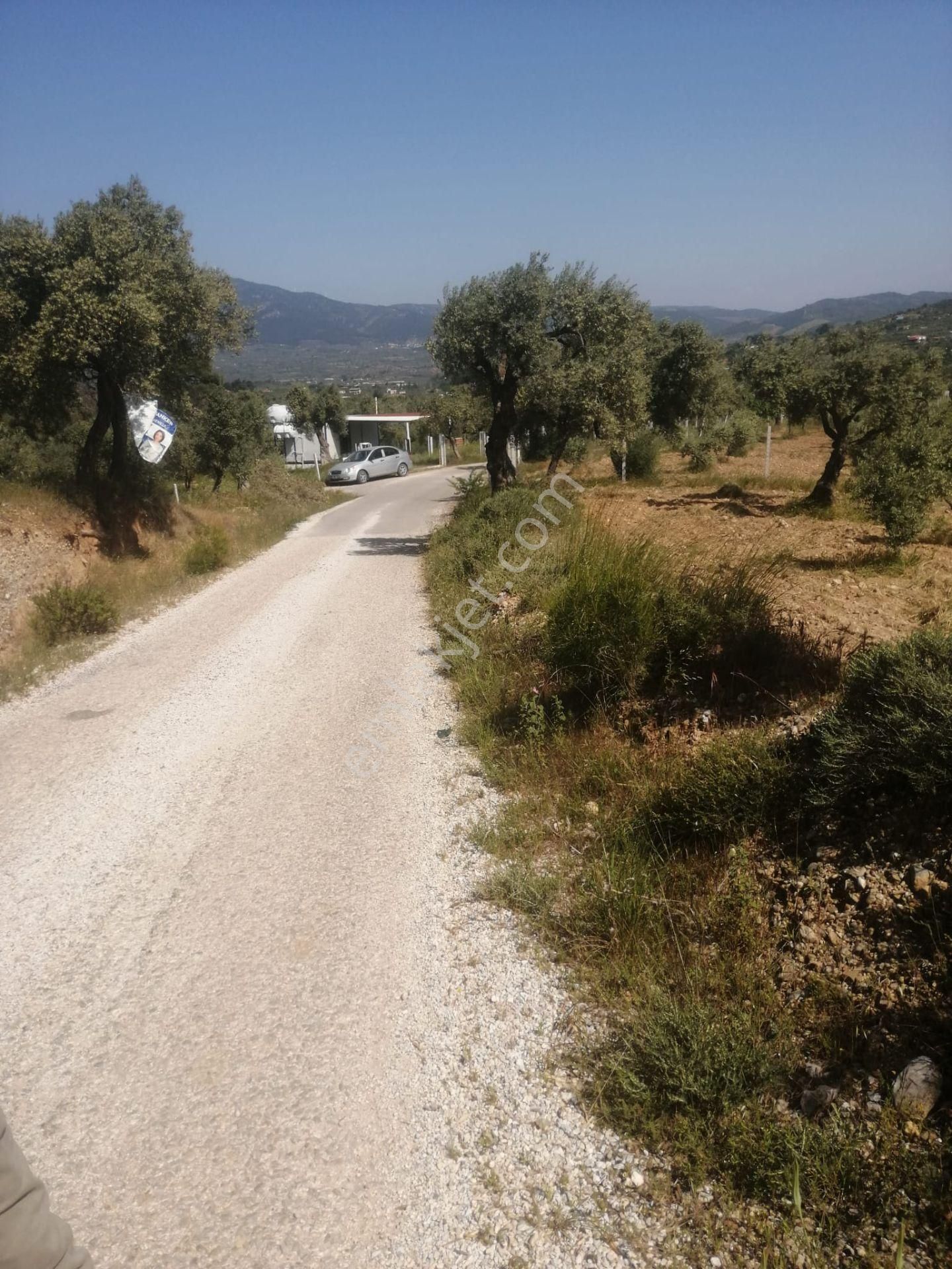 Torbalı Emlak'tan Çakırbeyli Köyünde Yolu Olan 5257m2 Zeytiliğimiz Satılıktır