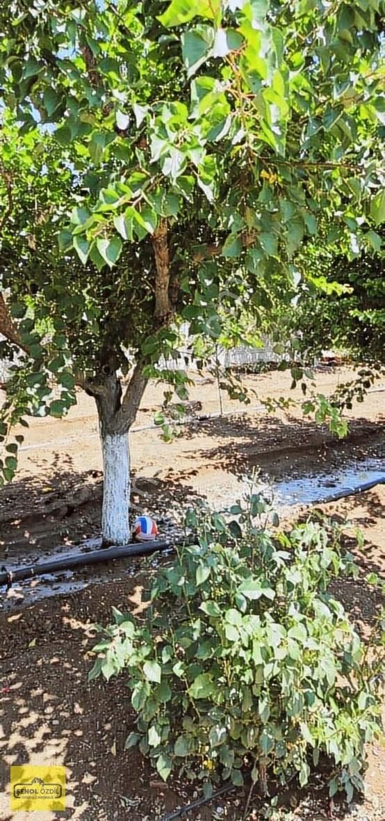 Şenol'dan Karahüyük'te Çok Güzel Bahçeli Ev - Görsel 3