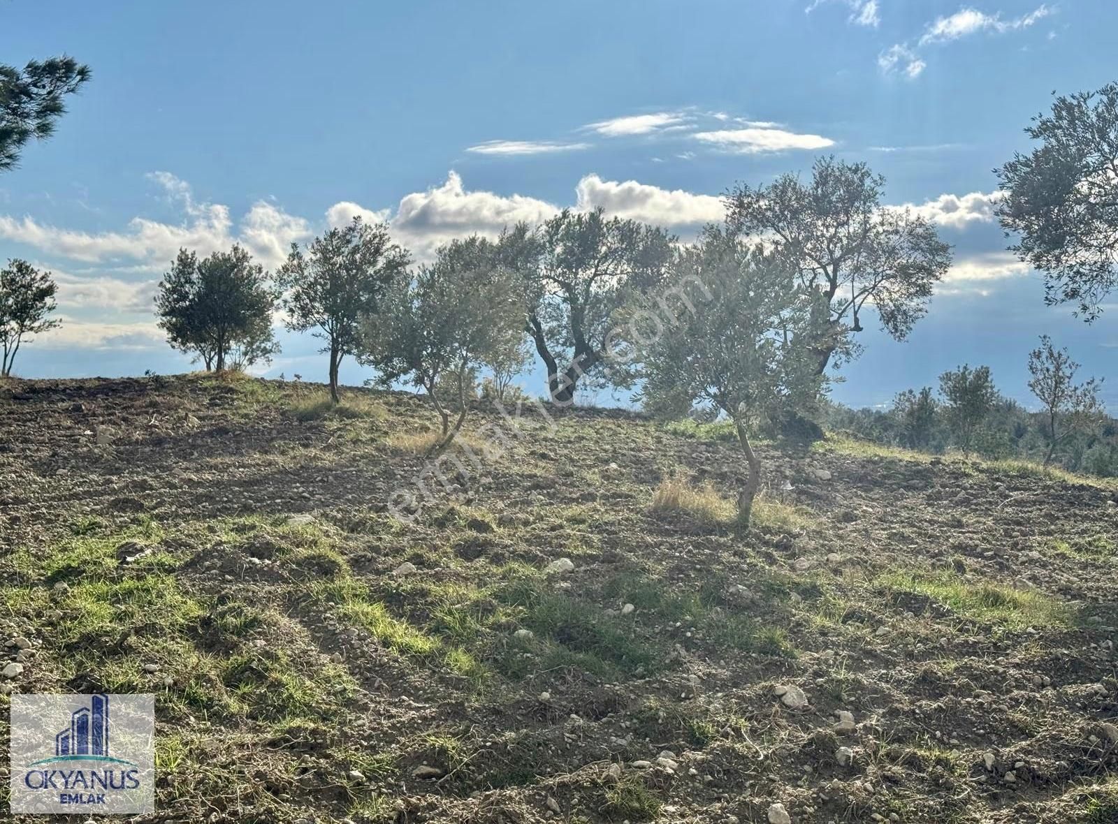 Hacımusa Apak Arasında 1.600 M2 Zeytinlik , Yolu Var - Görsel 9