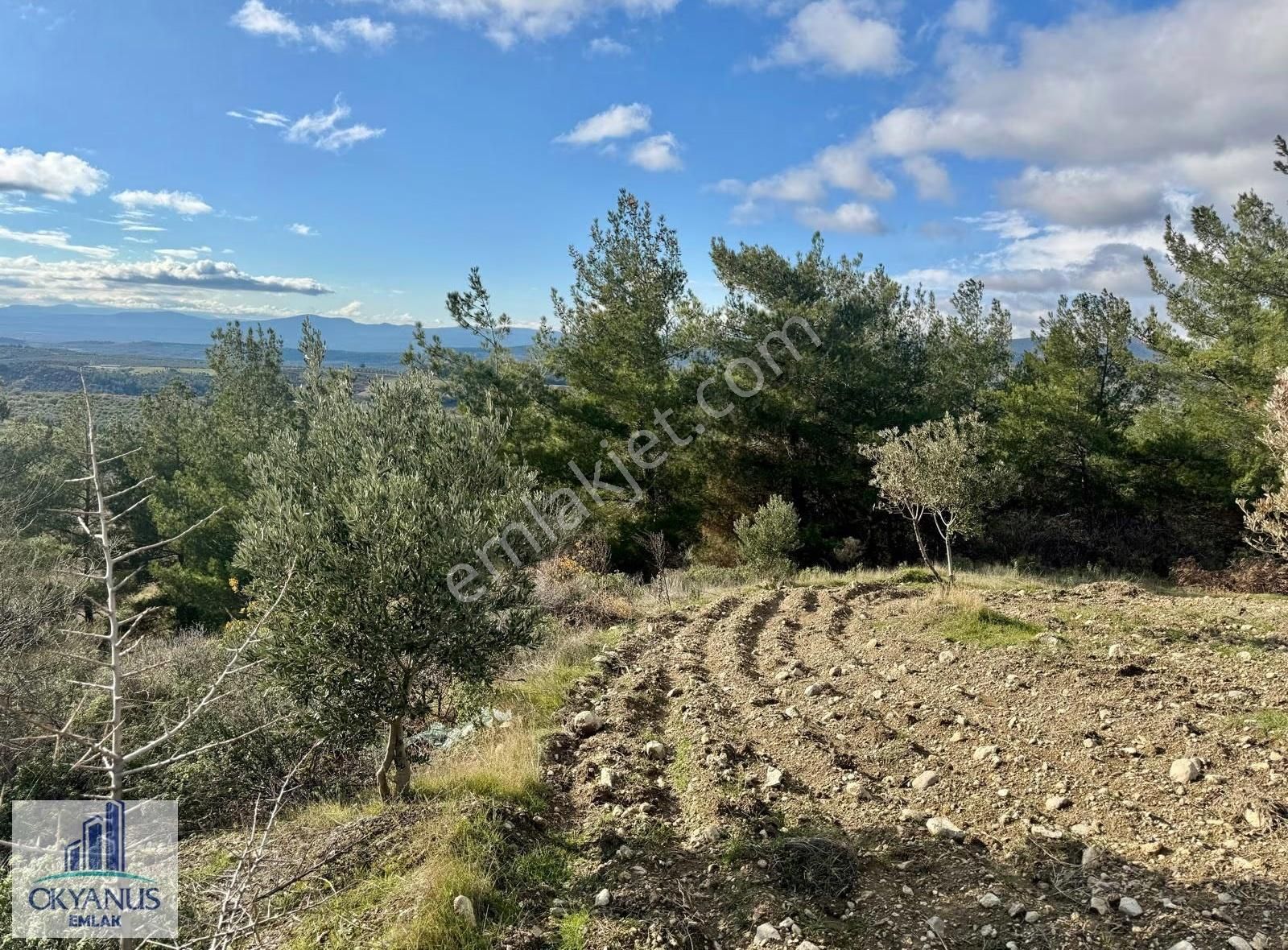 Hacımusa Apak Arasında 1.600 M2 Zeytinlik , Yolu Var - Görsel 25