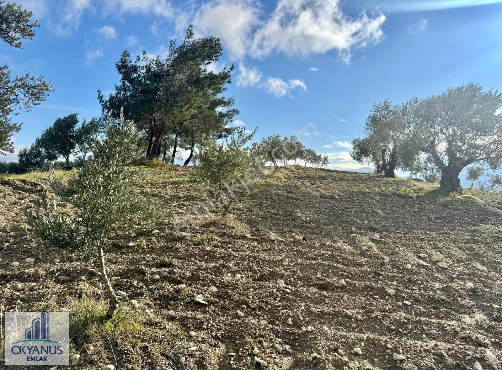 Hacımusa Apak Arasında 1.600 M2 Zeytinlik , Yolu Var - Görsel 10