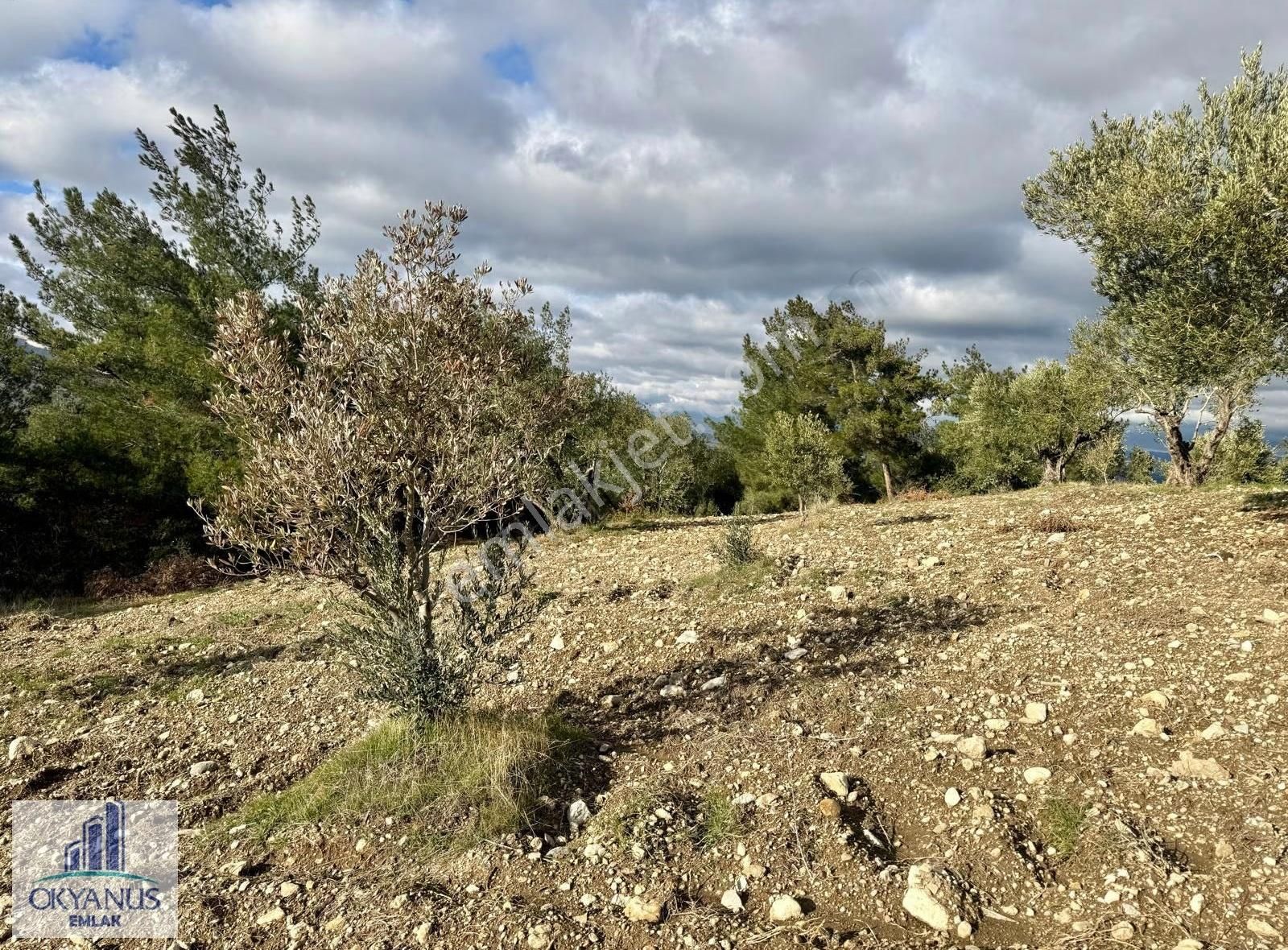 Hacımusa Apak Arasında 1.600 M2 Zeytinlik , Yolu Var - Görsel 12