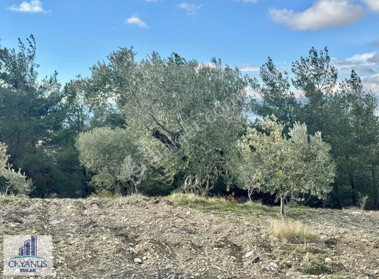 Hacımusa Apak Arasında 1.600 M2 Zeytinlik , Yolu Var - Görsel 24