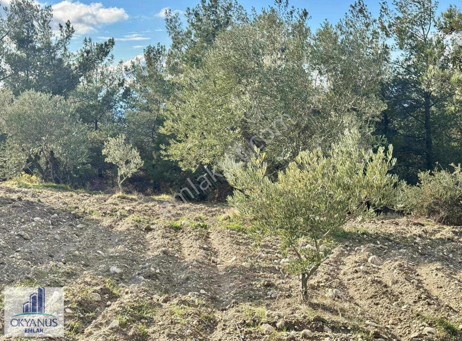 Hacımusa Apak Arasında 1.600 M2 Zeytinlik , Yolu Var - Görsel 5