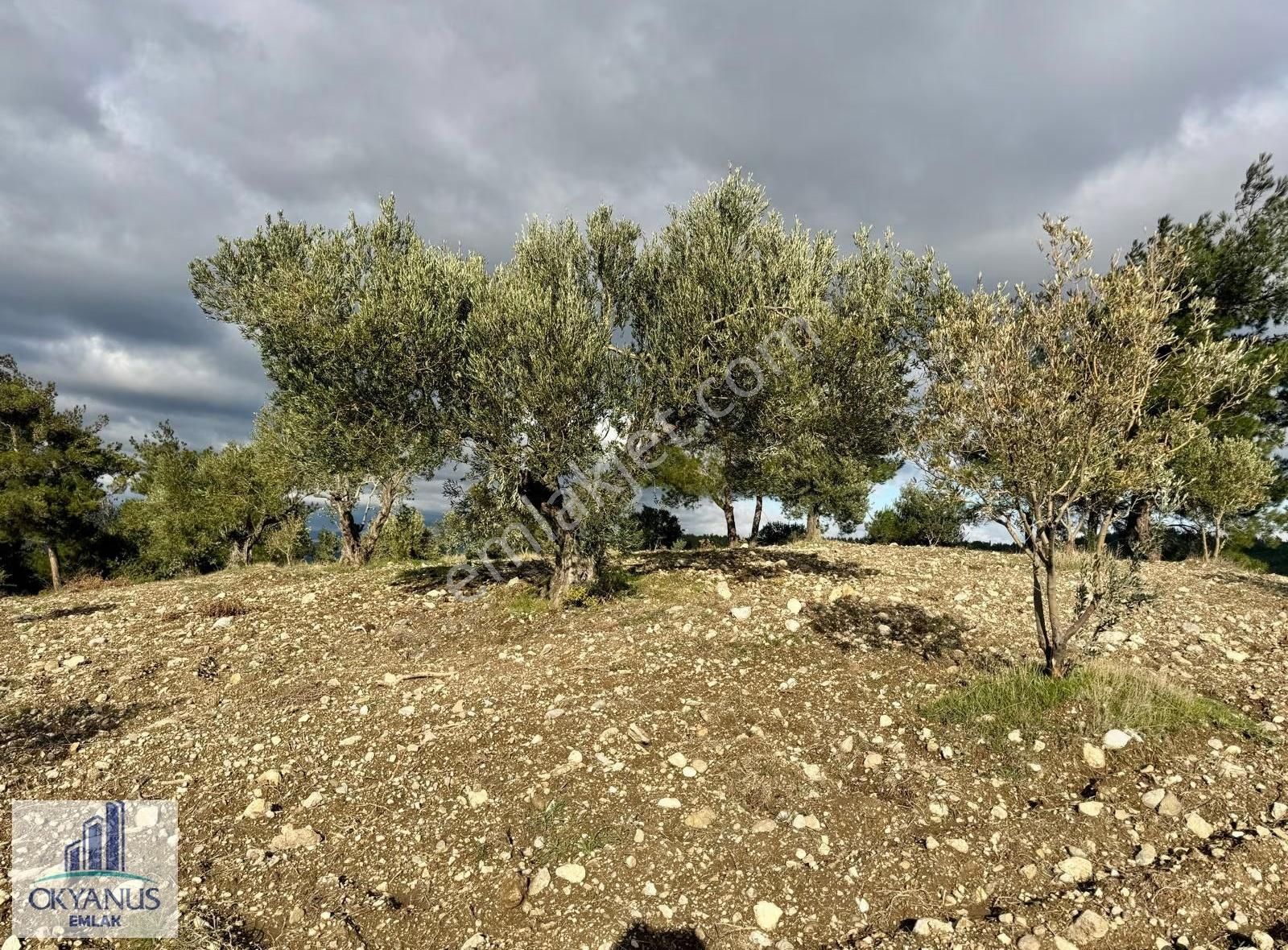 Hacımusa Apak Arasında 1.600 M2 Zeytinlik , Yolu Var - Görsel 11