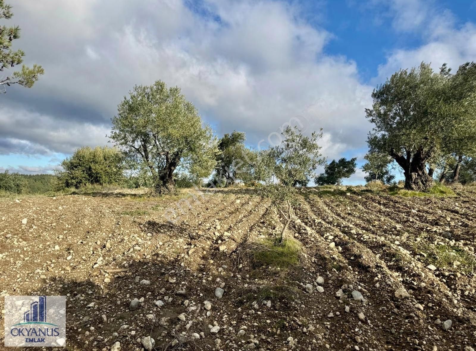 Hacımusa Apak Arasında 1.600 M2 Zeytinlik , Yolu Var - Görsel 8