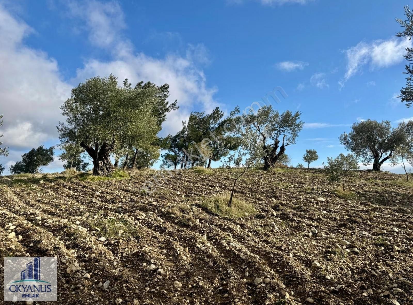 Hacımusa Apak Arasında 1.600 M2 Zeytinlik , Yolu Var - Görsel 15