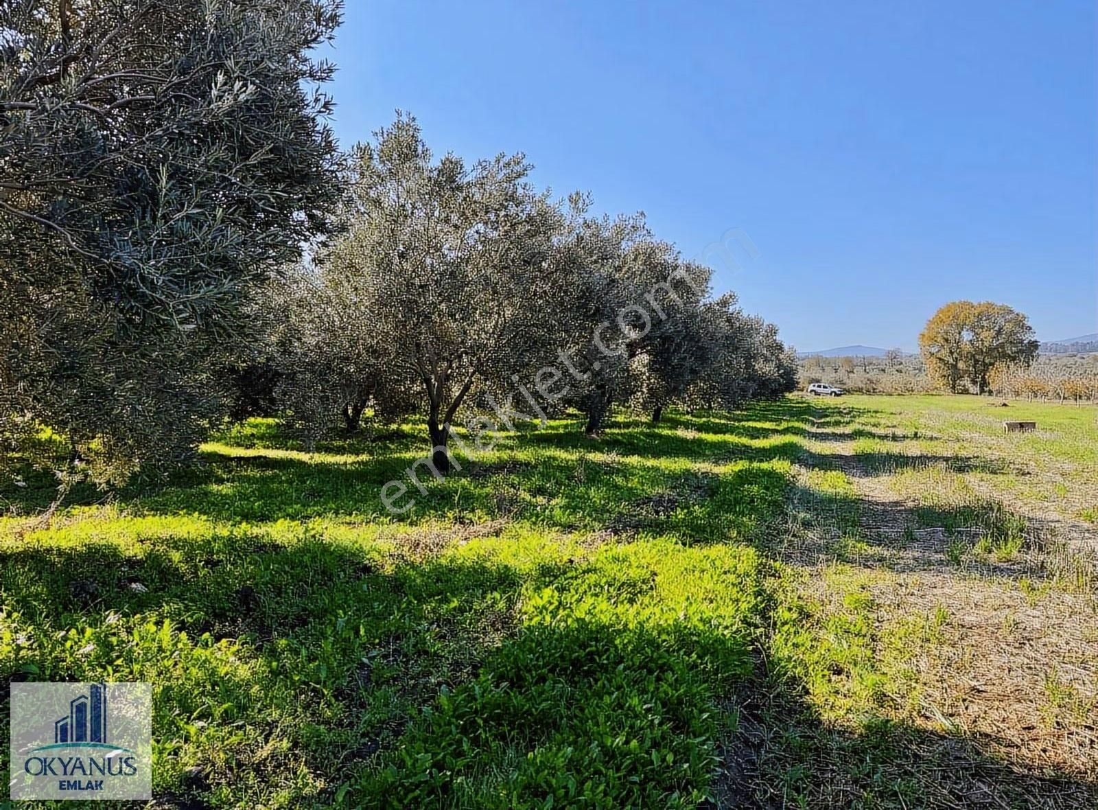 Kalemli De 3.500 M2 Zeytinlik, Resmi Yol+elektrk+su Var - Görsel 2