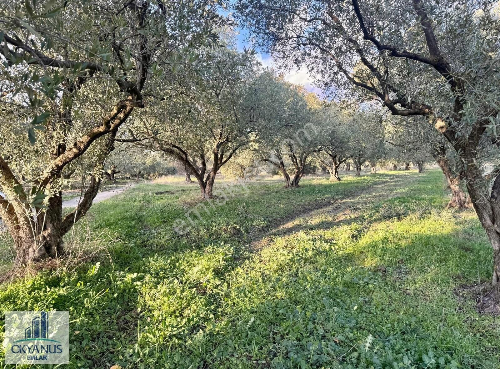 Kepenekli De 1.035 M2 Zeytinlik, Yola 90 Mt Cepheli - Görsel 13