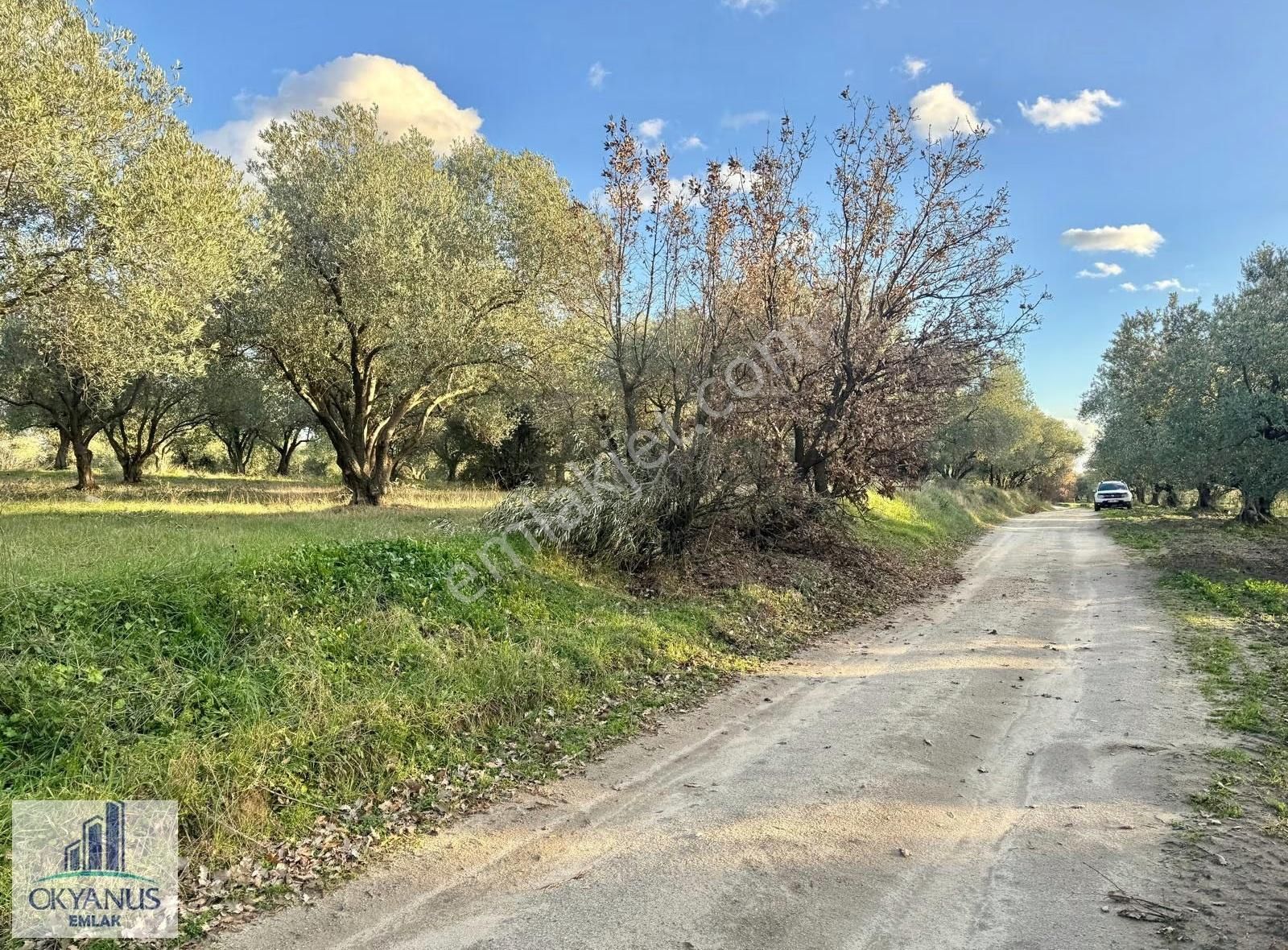 Kepenekli De 1.035 M2 Zeytinlik, Yola 90 Mt Cepheli - Görsel 5