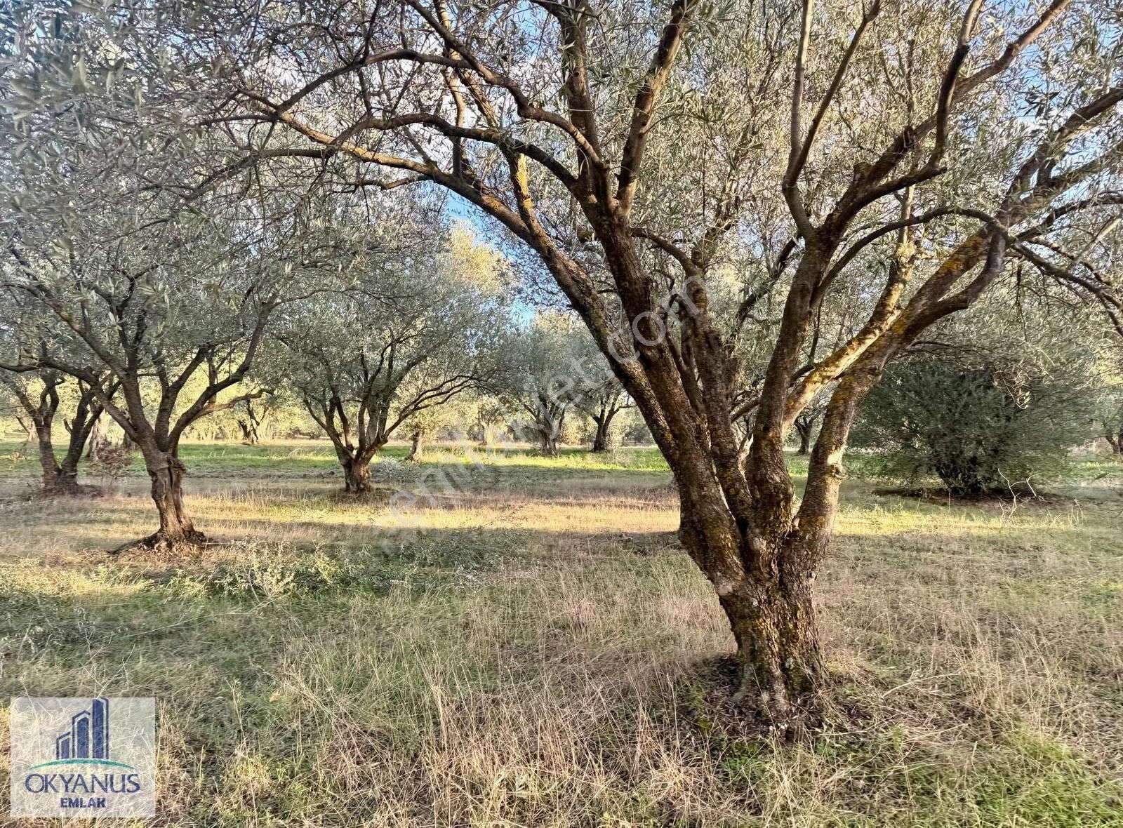 Kepenekli De 1.035 M2 Zeytinlik, Yola 90 Mt Cepheli - Görsel 18